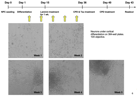 변경한 프로토콜로 진행한 신경세포 분화 사진. 5주 이상 순조로운 분화 진행을 확인함
