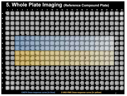 reference compound를 포함한 control plate의 overview. 전체적으로 well간 세포분화와 분포가 균일하게 이루어졌음을 확인함