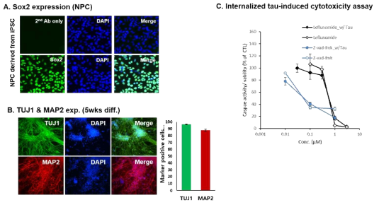 iPSC-derived neuron (ApoE3, control) 제작 및 Internalized tau-induced cytotoxicity 평가