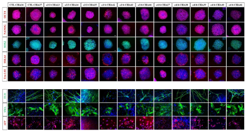 확립된 총 13종의 ApoE4 양성 환자 유래 유도만능줄기세포의 특성 분석