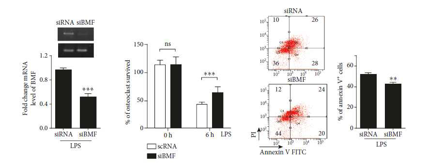LPS에 의해 유도된 miR-29b의 target분자인 BMF를 통한 apoptosis 저해