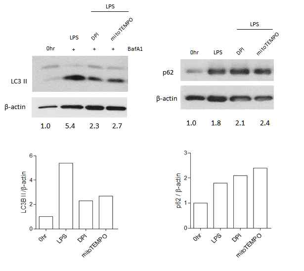 파골세포분화시 LPS에 의해 증가된 LC3II와 감소된 p62가 cytoplasmic ROS와 motochodrial ROS를 차단시 반전됨
