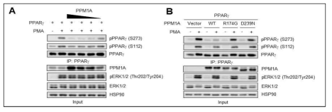 PPM1A는 PPARγ Ser273 잔기의 탈인산화 효소이다