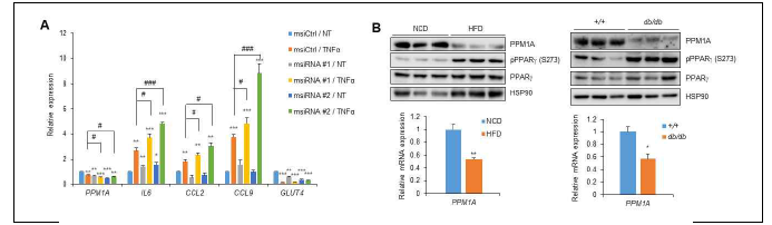 PPM1A는 PPARγ의 인산화 조절을 통해 지방세포 기능을 조절한다