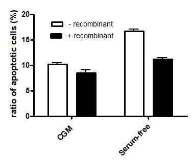 recombinant protein 추가에 따른 I*****의 apoptosis 억제 효과