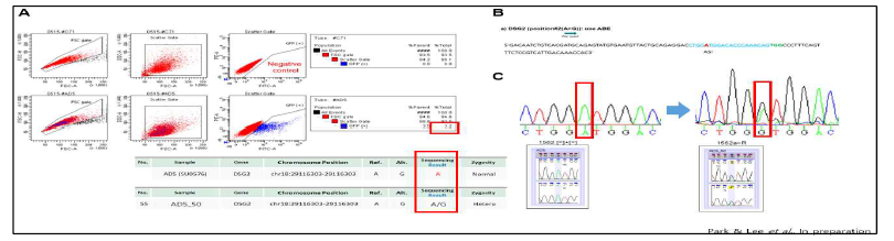 CRISPR-Cas9 유전자 가위 기법을 통한 SNP의 치환 성공