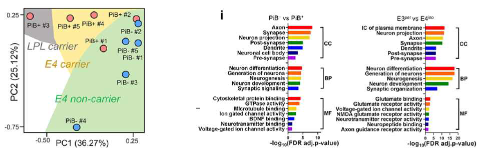 알츠하이머병 뇌 오가노이드를 활용한 RNA sequencing결과의 해석. PCA plot과 Gene Ontology (GO) 분석을 통하여 정상군과 경향성이 다름을 확인하였음. (Park et al., Nature Communications (2021) Jan 12;12(1):280)
