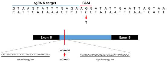 PSEN1에 대응하는 CRISPR/cas9 유전자 가위 모식도