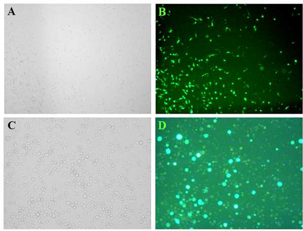 Transfection 확인된 세포주. bright field(A,C)와 GFP 발현(A,D)