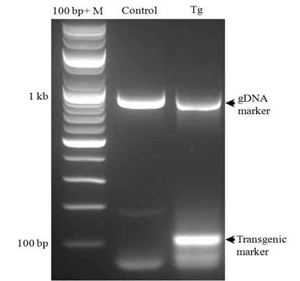 Duplex PCR based confirmation