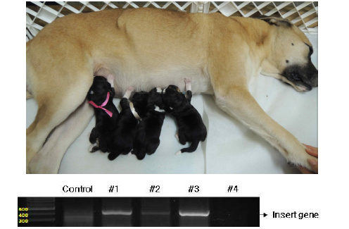 생산된 복제견의 모습(위)와 genotyping 결과(아래)