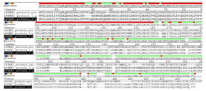 사람과 개의 PSEN1 amino acid 구성 차이