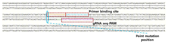 point mutation을 만들기 위한 pegRNA 구성