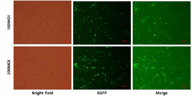 infection된 세포에서의 GFP발현