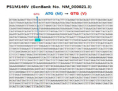 human PS1M146V mutation 염기서열