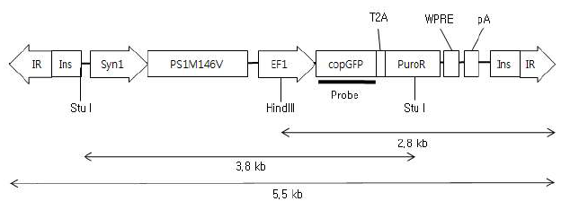 신경 특이적 mutant PS1M146V 발현 벡터 구조