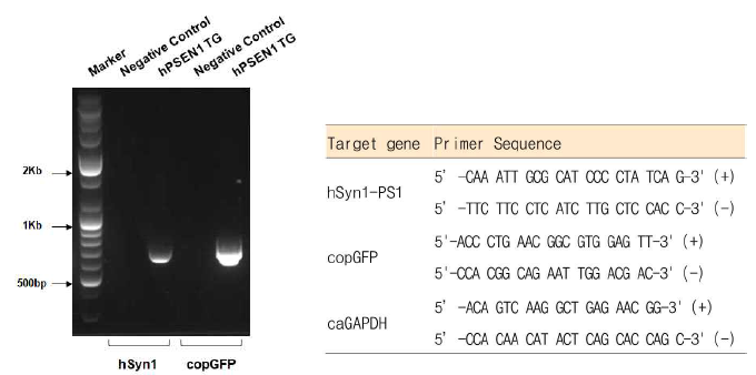 Genetic validation of PSEN1 puppy expressing mutPSEN1MK16V- Green gene. A) PCR analysis using tissue of PSEN1 puppy, TG : 형질전환 복제개 PSEN1