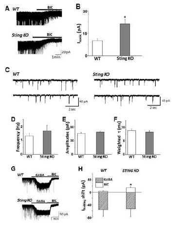 Tonic and phasic GABAA current in WT and STING KO mice. Representative current traces showing enhanced tonic GABAA current of DGGCs in STING KO mice (A). Itonic in WT and STING KO mice are summarized (B). Representative current traces showing sIPSCs in the two groups (C). Major characteristics of sIPSC are summarized in WT and STING KO mice (D-F). Representative current traces showing enhanced tonic GABAA current of DGGCs in STING KO mice (G). Itonic in the presence of exogenous GABA from WT and STING KO mice are summarized (H)