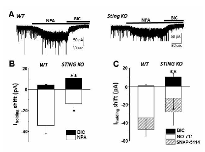 Effects of GATs blockers on tonic GABAA current in WT and STING KO mice. Representative current traces showing that nonselective GATs blocker, NPA, enhanced tonic GABAA current in WT and STING KO mice (A). Summarized Itonic enhanced by NPA in WT and STING KO mice (B). Effects of NO-711, a GAT1 specific blocker and SNAP-5114, a GAT3 specific blocker are summarized in WT and STING KO mice (C)