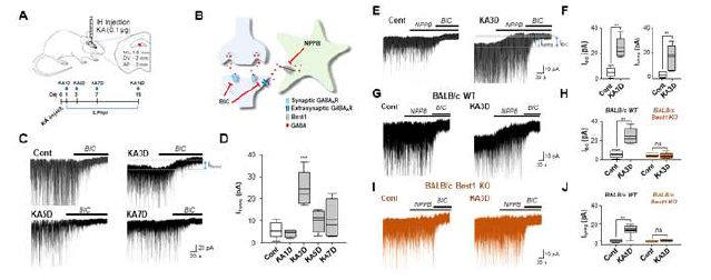 Best1-dependent Itonic in CA1 pyramidal neurons of kainate-injected hippocampi. Schematic illustration of the experimental time line for kainic acid (KA) injection and electrophysiology (A). Schematic illustration for the mode of action of Best1 blocker (NPPB) and GABAA receptor antagonist (bicuculline, BIC) (B). Representative current traces before and during the application of 20 mM BIC at different times in ICR mice (C). Box plots showing Itonic blocked by BIC (Itonic) (D). Representative current traces before and during the sequential application of 50 mM NPPB and 20 mM BIC in control and KA3D ICR mice (E). Box plots showing Itonic blocked by NPPB(INPPB) and NPPB+BIC (IBIC) (n=7) (F). Representative current traces showing the effects of sequential application of NPPB and NPPB+BIC on Iholding in BALB/c wild type(G) and Best1 knock out mice (I). Box plot summary of INPPB and IBIC in WT (H) and Best1 KO mice (J), respectively (n=7 in both groups). **P ˂ 0.01, ***P ˂ 0.001 vs. respective control