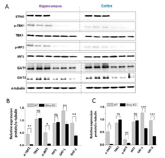 STING KO mice에서 STING-TBK1-IRF 활성 감소 및 GATs 발현 감소