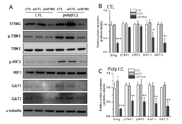일차배양 별아교세포에서 STING siRNA에 의한 GATs 발현 감소