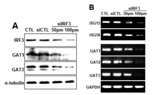 배양세포주에서 siIRF3에 의한 GATs 단백질 (A) 및 mRNA 발현 (B) 조절