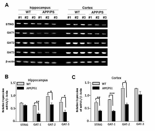 APP/PS1 TG mice 대뇌에서 GABA 운반체 mRNA의 변화
