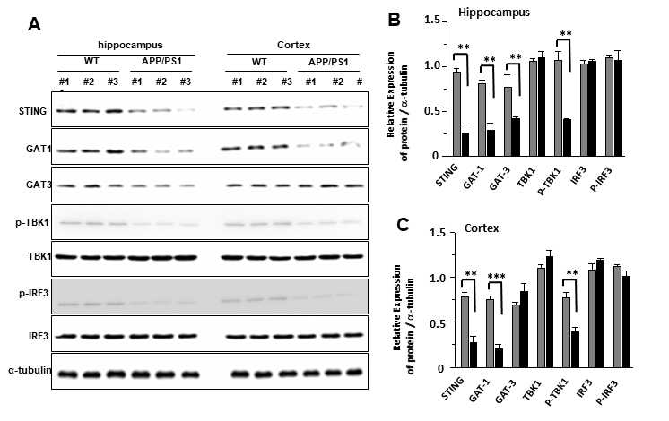 APP/PS1 TG mice 대뇌에서 STING-TBK1-IRF3 pathway 활성 및 GATs 발현 변화
