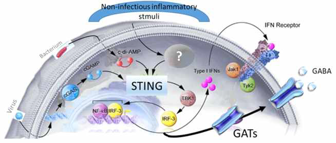 STING-TBK1-IRF3 신호계에 의한 GABA 운반체 (GATs) 발현조절 모델의 모식도
