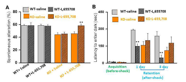 대조군 (WT) 및 STING 유전자 적중 동물(KO)에서 지속형 GABA 전류 억제(L-655,708)가 인지능에 미치는 영향. 인지능은 Y-maze (A)와 passive avoidance test (B)로 평가하였음