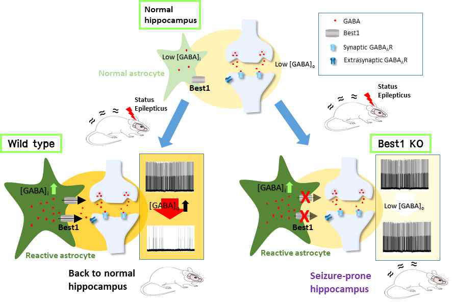GABA 분비 이온통로 Best1을 통한 별아교세포의 지속적 GABA 방출과 뇌전증 해마 모델에서 신경세포보호 효과