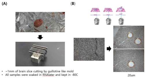 발현유전체(transcriptome) 시료 확보를 위한 조건을 테스트 하기 위한 실험 방법. (A) 두께 1 mm 의 쥐(rat) 뇌조직을 얻는 실험, (2) LCM을 이용하여 슬라이드에서 RNA 추출용 시료를 얻는 방법