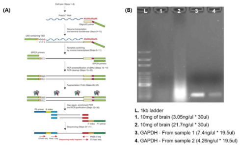 SMART-seq을 이용한 RNA-seq 라이브러리 준비 과정 (B) Wohle rat brain 조직을 이용하여 SMART-seq 라이브러리를 제작한 예