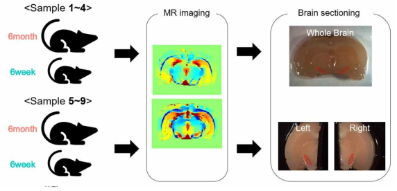 노화쥐 모델을 이용한 MRI 이미징 분석 이후 조직 검출을 위한 발현유전체 분석