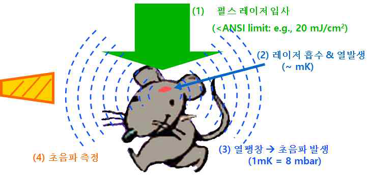 광음향 영상 기술의 원리