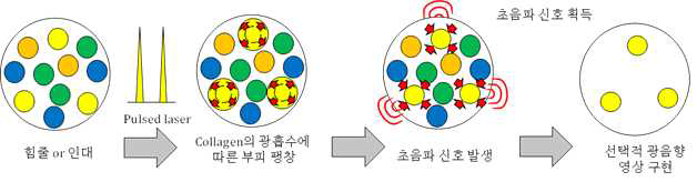 힘줄의 주요 구성 물질인 collagen의 고유한 광흡수를 이용하여 무표지/고선택성 힘줄의 구조 영상을 구현하는 광음향 기술의 개념도