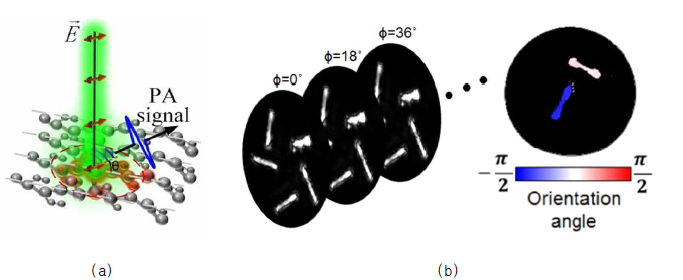 이색성-민감 광음향 효과의 (a)원리와 (b)적용 (a) Z. Zhang et al., “Polarized photoacoustic microscopy for vectorial-absorption-based anisotropy detection,” Opt. Lett. 43(21), 5267-5270 (2018) (b) Y. Qu et al., “Dichroism-sensitive photoacoustic computed tomography,” Optica 5(4), 495-501 (2018)