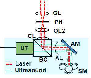 고민감도 광 & 초음파 결합 샘플단 구성도. OL: 접안렌즈, UT: 초음파 트랜스듀서, BC: 레이저 & 초음파 결합파트, AL:초음파 초점 렌즈, AM : 알루미늄 거울, CL : 빔보정 렌즈, SM: 샘플