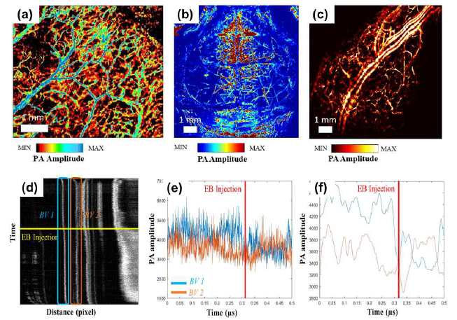 대면적 광음향 Mosaic 동물 영상. (a) 마우스 귀, (b) 마우스 뇌, (c) 마우스 뒷다리, (d, e, f) Evans Blue (EB) 주입시 혈관 신호 변화 실시간 측정
