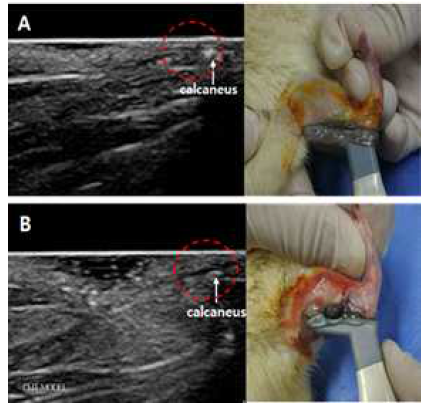 Rat의 (A)정상 아킬레스 힘줄과 (B)파열 힘줄의 초음파 영상