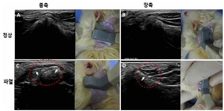 Rat 극상건의 초음파 영상
