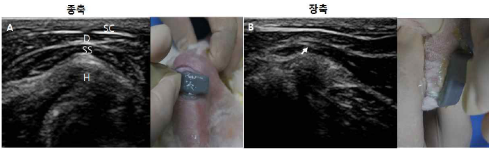 토끼 극상건 정상 모델의 초음파 영상