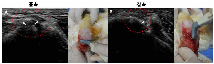 토끼 극상건 파열 모델의 초음파 영상