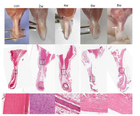 아킬레스 힘줄의 반 절개 모델의 술 후 2주, 4주, 6주, 8주째 결손부 조직학적 소견