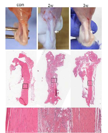 아킬레스 힘줄의 블레이드(No.11) 이용한 최소 손상 모델의 손상부 술 후 2주, 3주째 손상부 조직학적 소견