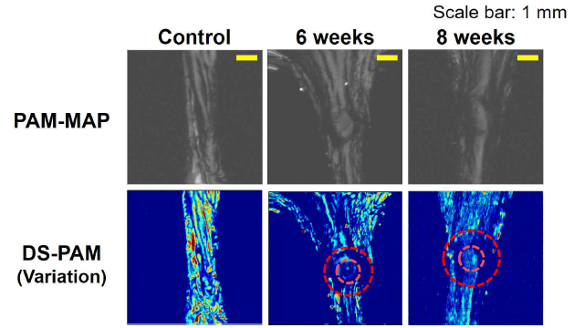 이색성-민감 광음향 현미경 이용한 동물 힘줄 모델 영상 결과
