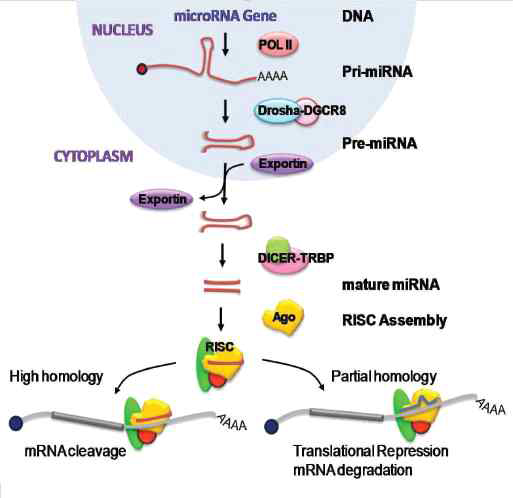 miRNA 전사 기작 [Nature Rev Genetics, 11.597.2010]