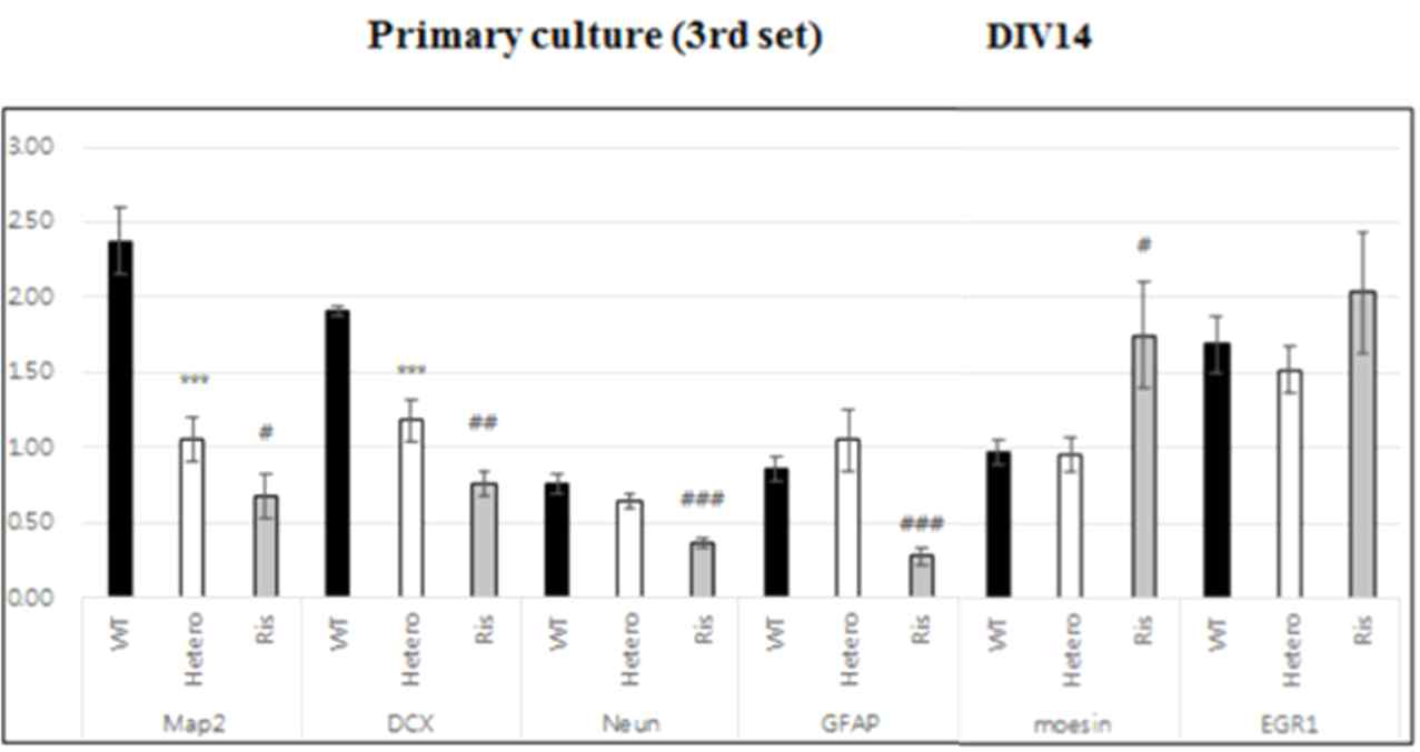 발달병리 관련 단백질의 발현을 정량 비교하고, t-test를 실시함. t-test (WT vs Hetero) *<0.05, **<0.01, ***<0.001 t-test (Hetero vs Ris) #<0.05, ##<0.01, ###<0.001