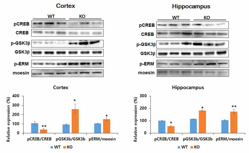 대뇌피질과 해마에서 신호전달에 관여하는 단백질의 인산화를 관찰한 결과 CREB의 인산화가 감소하였으며 GSK3b 와 ERM의 인산화가 증가하였음